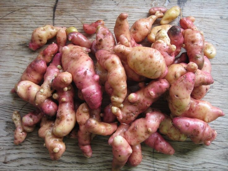 Pink Fir Apple Heritage Organic Seed Potato