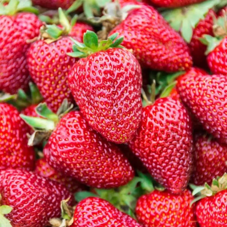 Bare Root Strawberries