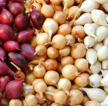 Onion Sets