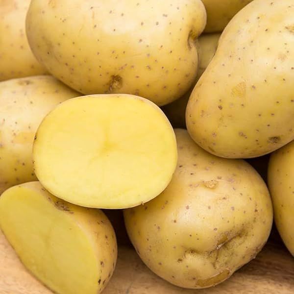 Irish Cobbler Heirloom Organic Seed Potato