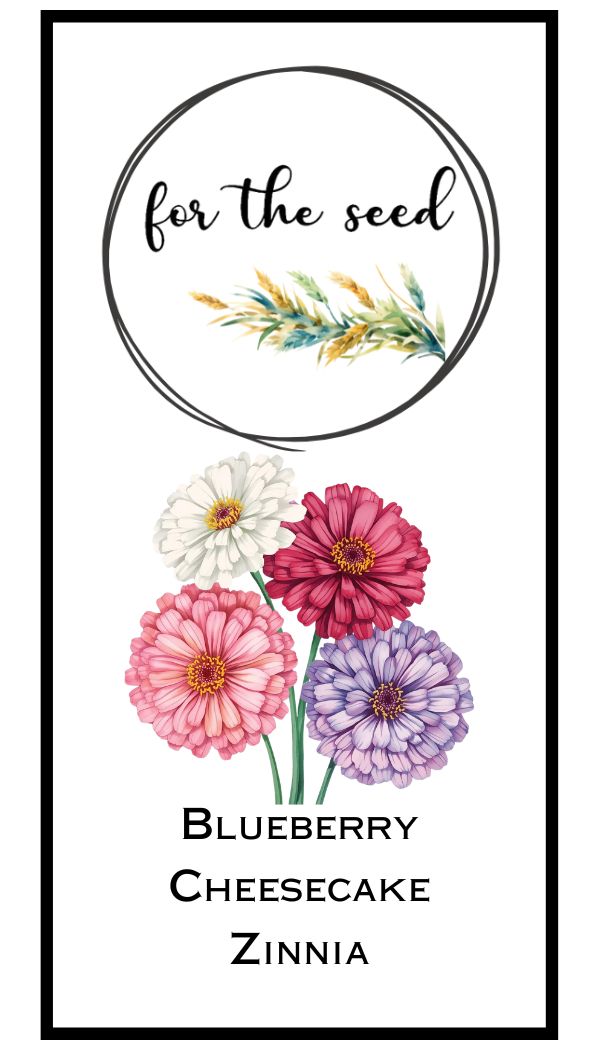 Blueberry Cheesecake Zinnia