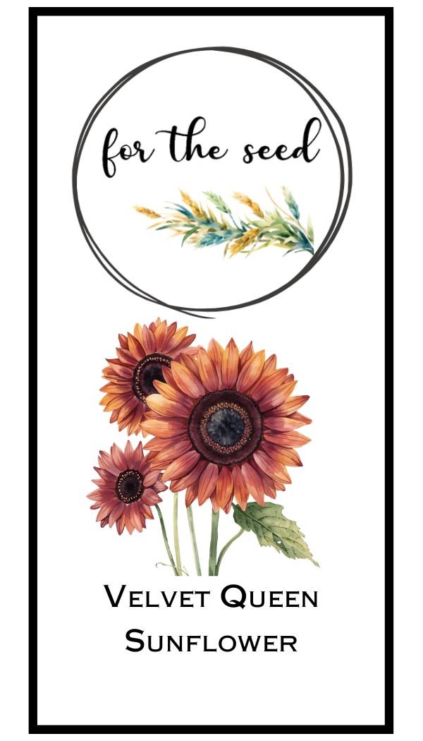 Velvet Queen Sunflower