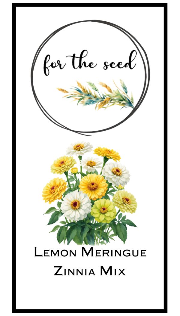 Lemon Meringue Zinnia