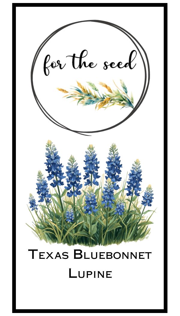 Texas Bluebonnet Lupine