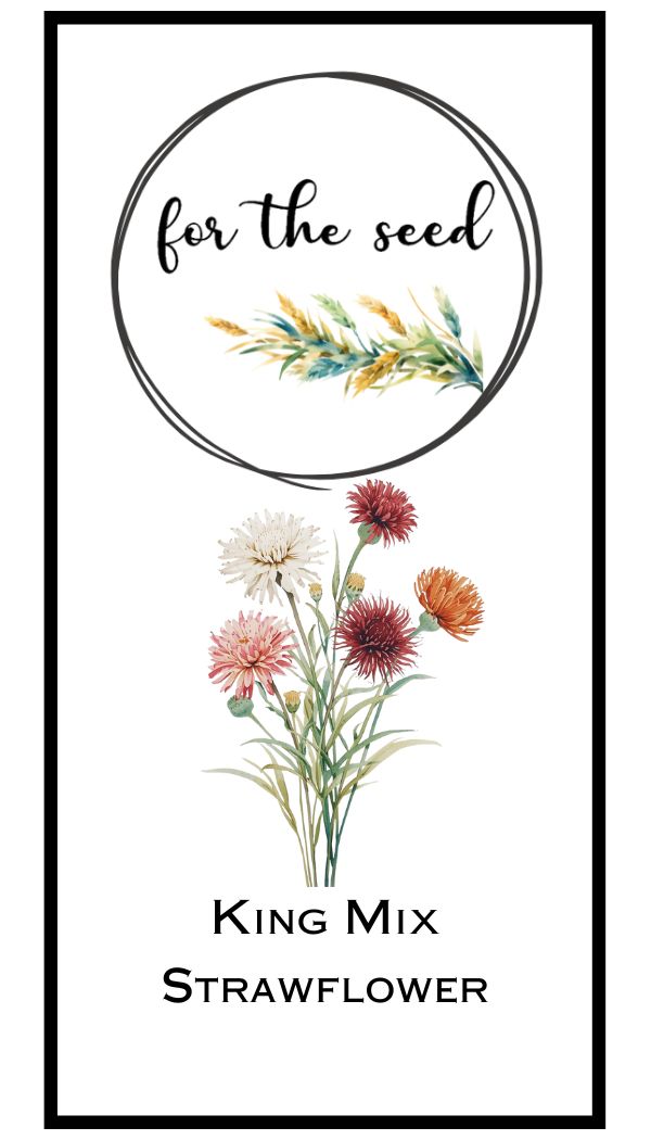 King Mix Strawflower