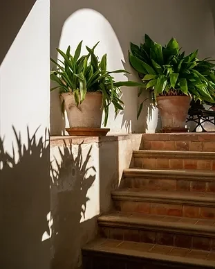 Pots &amp; Planters