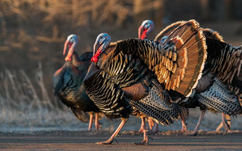 Turkey Train   Sunday, September 28, 2025