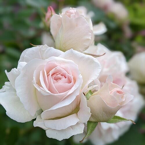 Trouver vos ressources pour vous épanouir comme une rose ! - 20 min 30