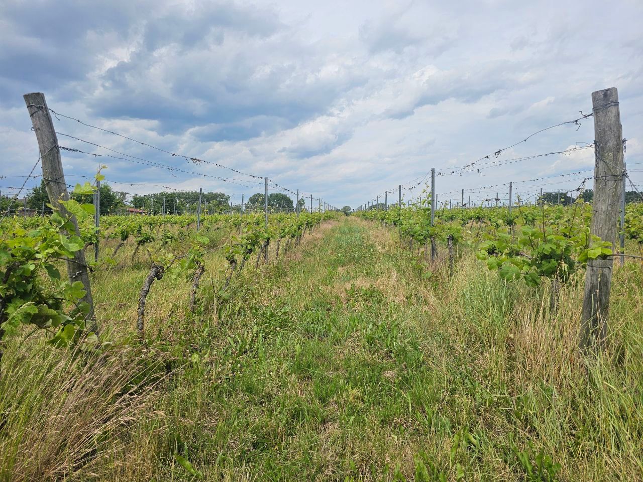 BORDERLINE Wine Roadtrip - Berlin &gt; Poland 23.08.25