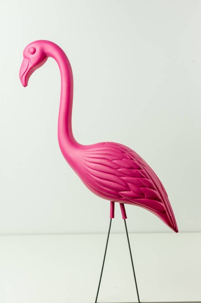 Rental-Stand-Up Flamingo-1Day