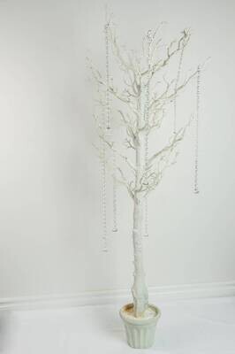 Rental-Large White Manzanita Trees-1Day