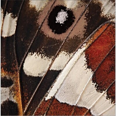 Luncheon Napkins- Entomount-Wing- 16pk-3ply