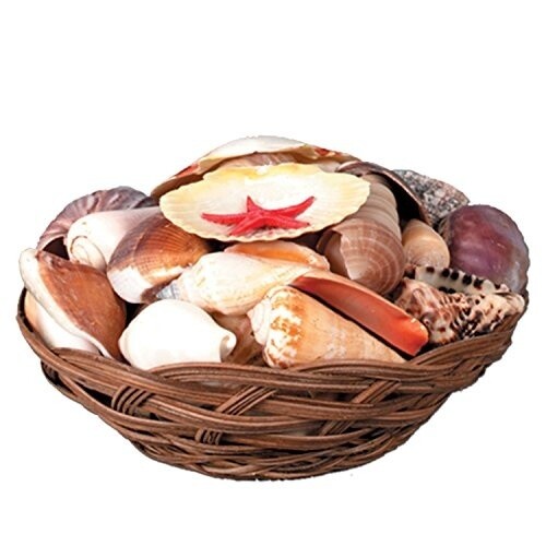 Sea Shell - Assorted