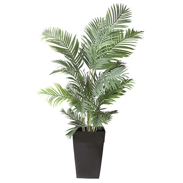 Areca palm in black planter 6 x 4' Areca palm in black planter 6 x 4'