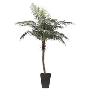 8' Phoenix palm tree 8' Phoenix palm tree