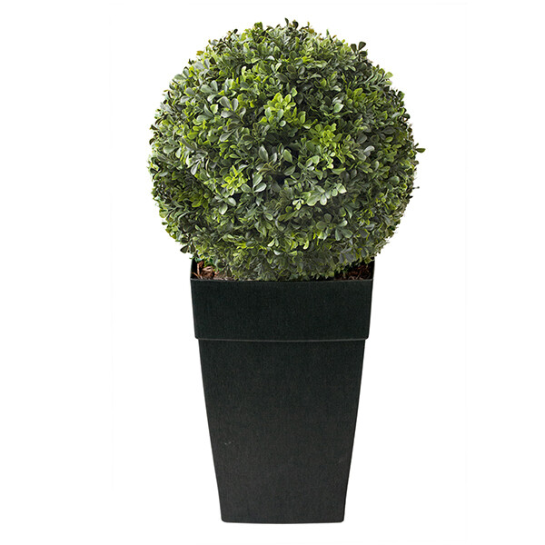 Outdoor boxwood ball topiary, 33 x 17 Outdoor boxwood ball topiary, 33 x 17"