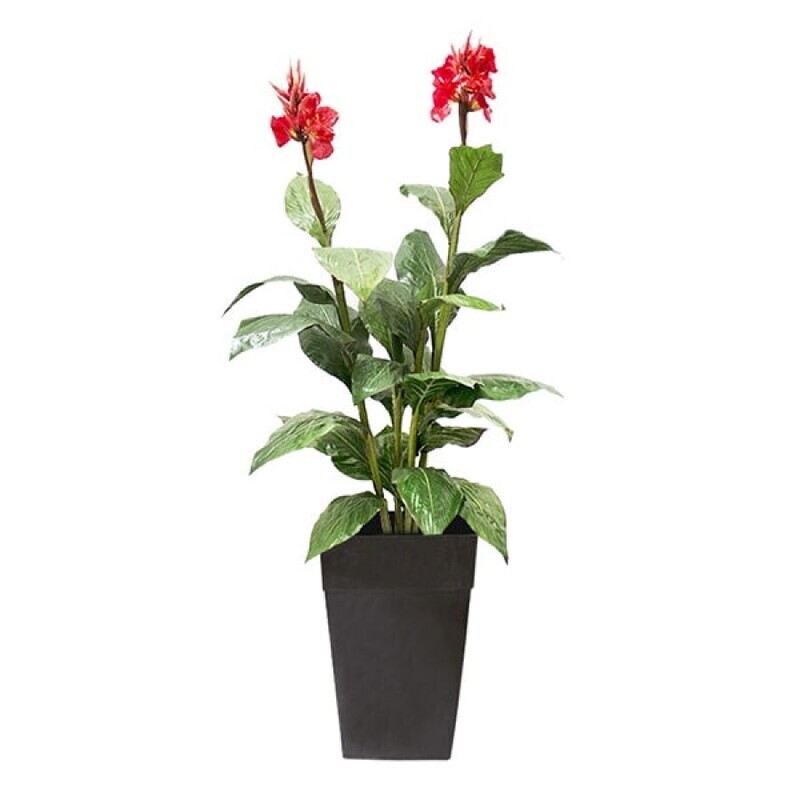Canna with red flowers, 6 Canna with red flowers, 6"