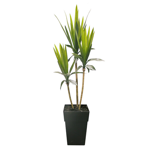 Yucca, 68 Yucca, 68"x16" Outdoor Plant