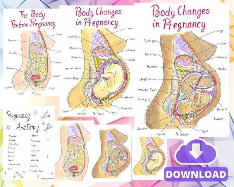 Pregnancy Anatomy Changes Activity A4 Diagrams Teaching Tools