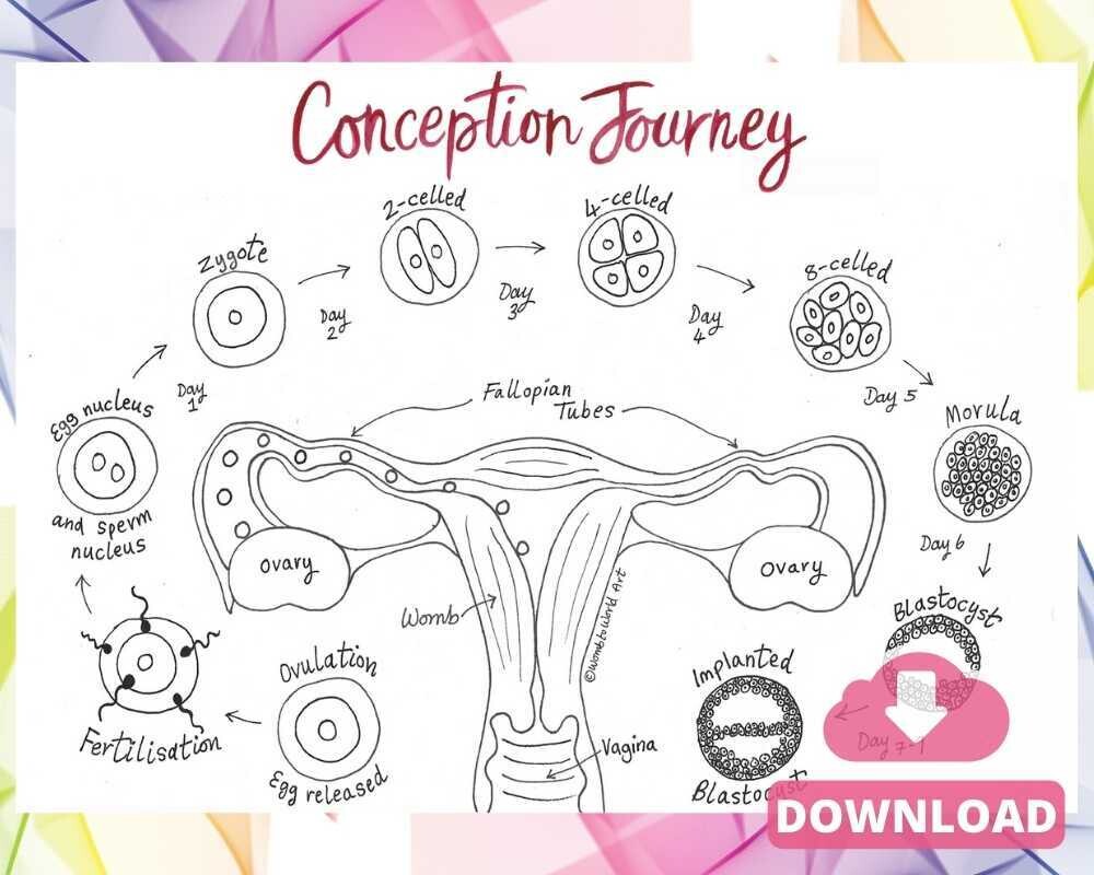 Conception Anatomy Diagram A4 Colouring Page