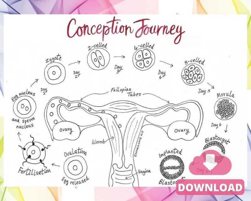 Conception Anatomy Diagram A4 Colouring Page