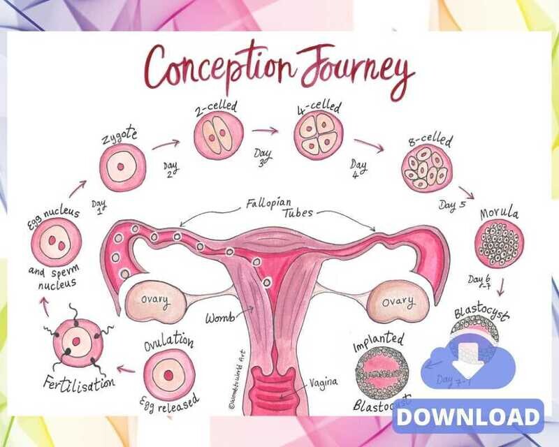 Conception Anatomy Diagram Pregnancy A4 Illustrations