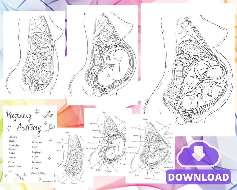 Pregnancy Anatomy Changes Activity A4 Illustrations