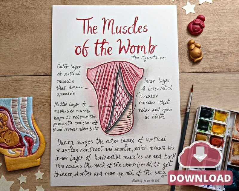 Muscles of the Uterus Womb Hypnobirthing A4 Diagram