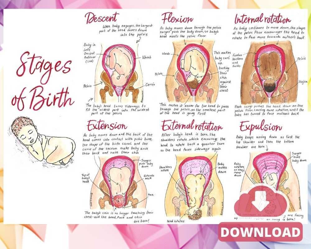 Cardinal Movements of Birth A2 Poster Teaching Tool