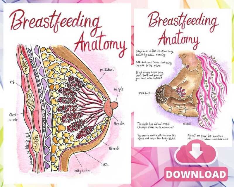 Breastfeeding Breast Anatomy A4 Illustrations Teaching Tool