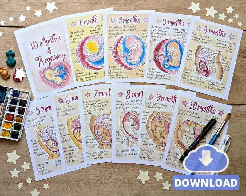 Stages of Pregnancy Fetus Milestones A4 Illustrations Teaching Tools