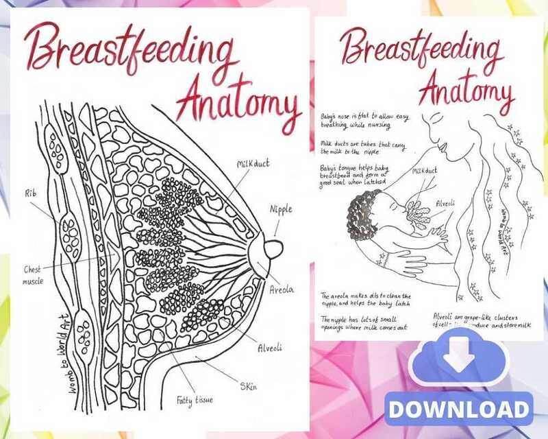 Breastfeeding Anatomy A4 Colouring Pages
