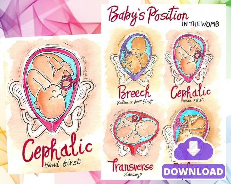 Baby Position Pregnancy A3 Illustrations Teaching Tools
