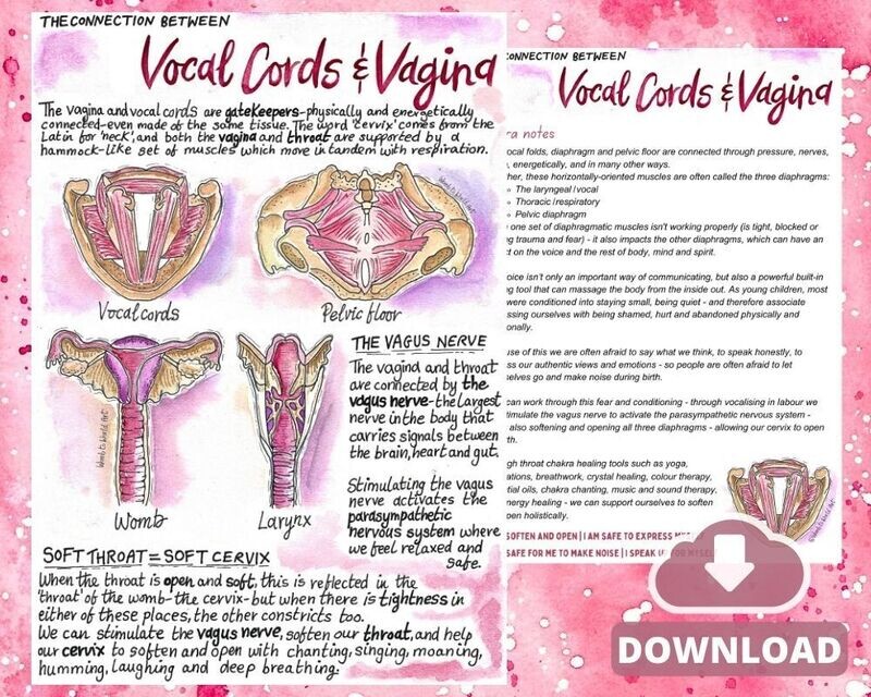 Connection Vocal Cords Vagina A3 Teaching Tool