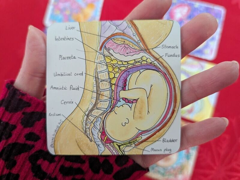 Pregnancy Anatomy Student Midwife Fridge Magnet