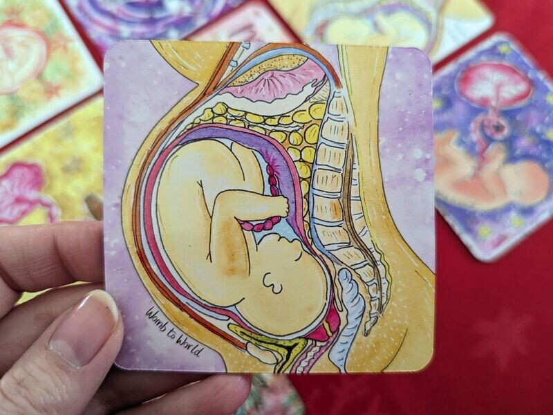 Pregnancy Anatomy Fridge Magnet