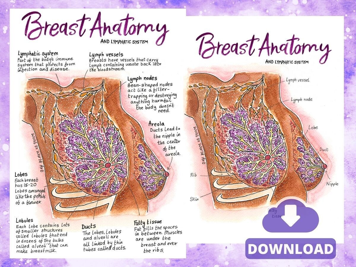 Breast Anatomy A4 Diagrams Teaching Tool