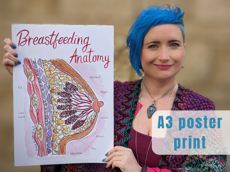 Breast Anatomy A3 Poster Print
