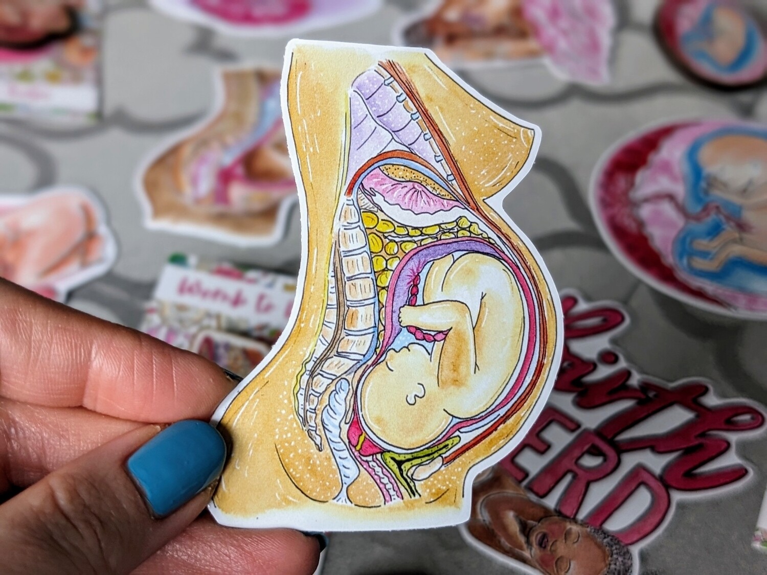 Pregnancy Anatomy 8cm Midwife Sticker