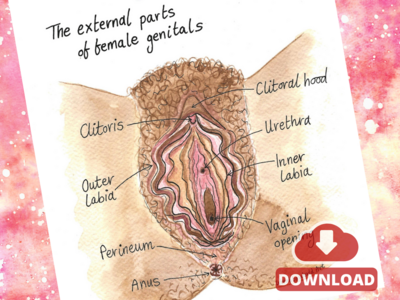 Anatomy of Vulva Diagram A4 PDF