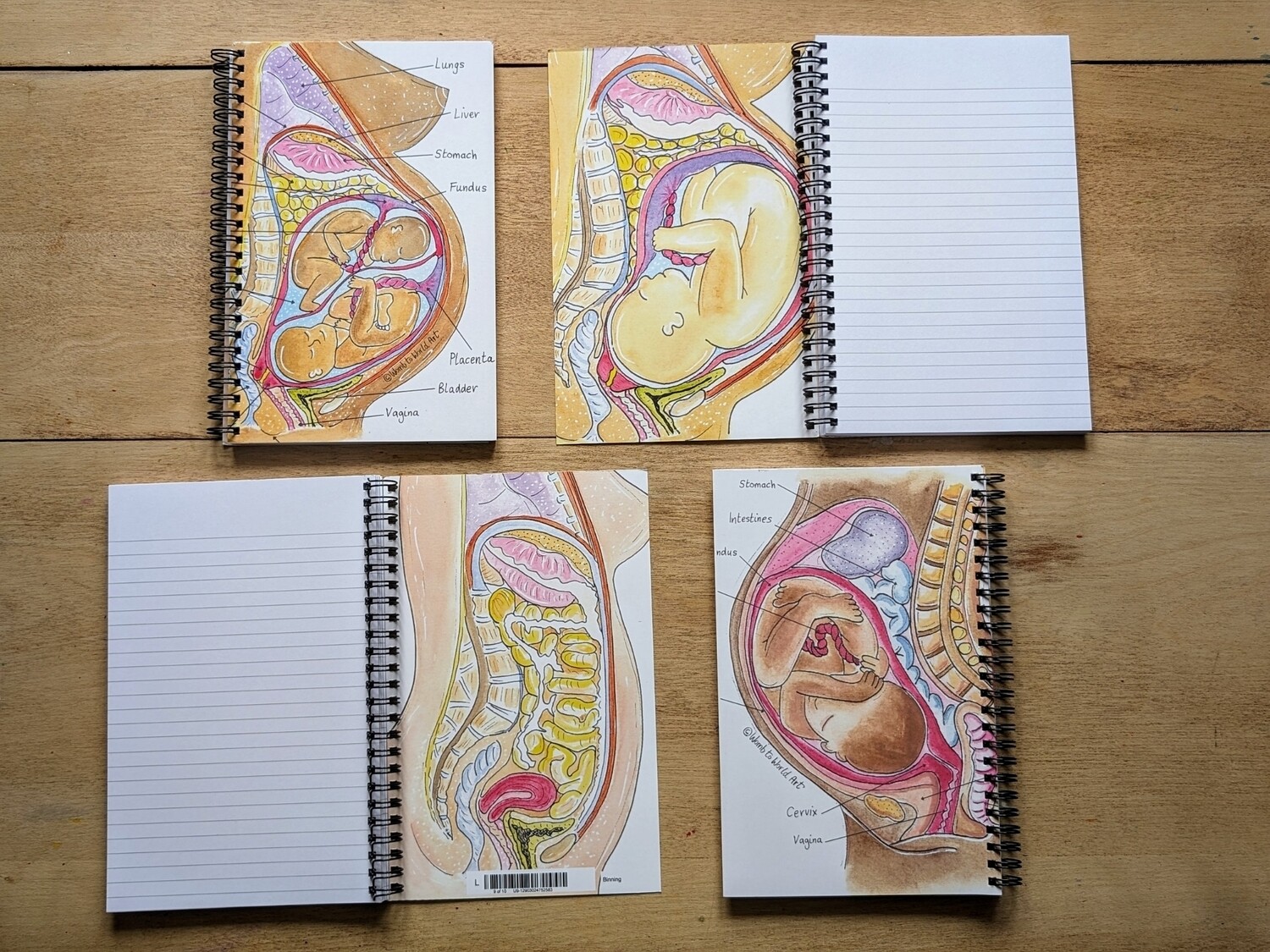 Pregnancy Anatomy Illustrations Midwife Notebook