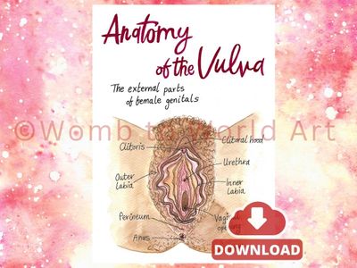 Anatomy of Vulva Diagram A4 PDF