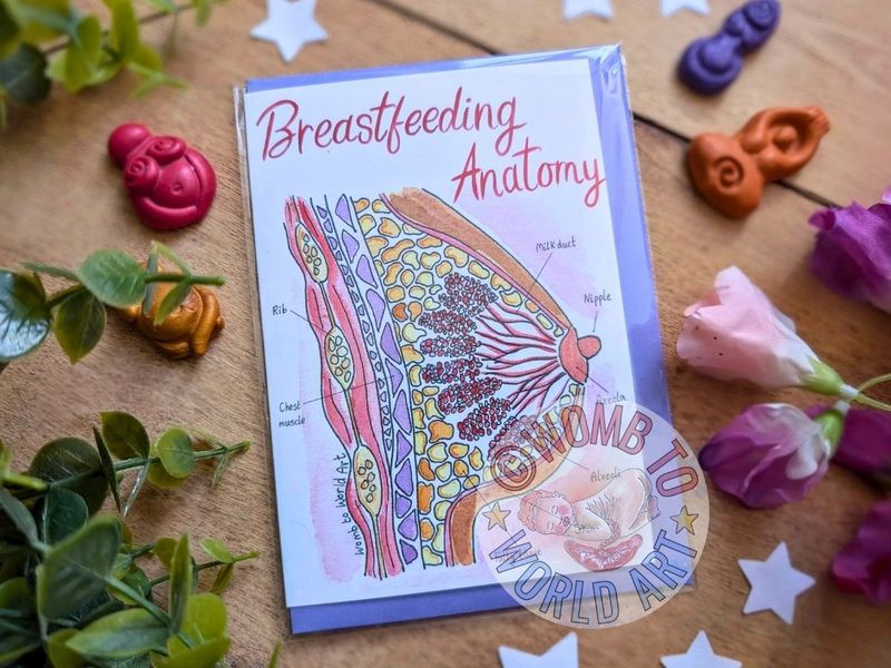 Breast Anatomy Breastfeeding Card