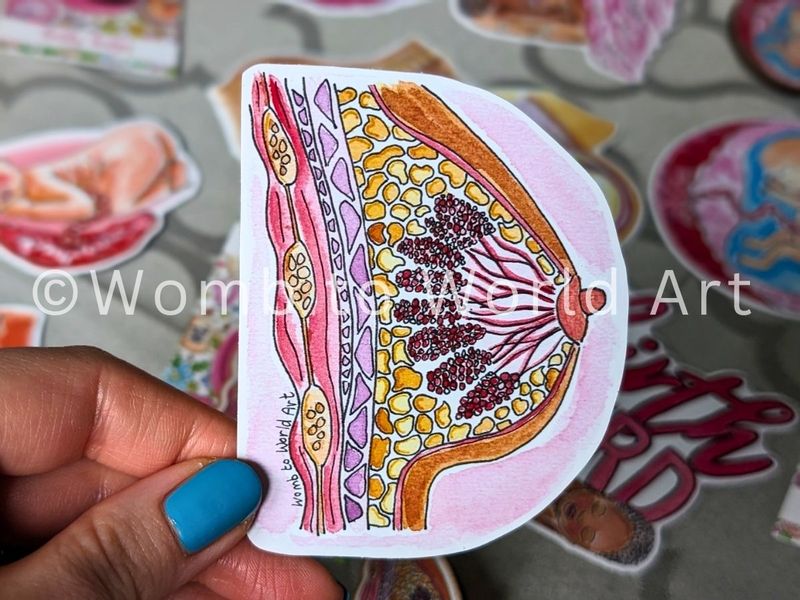 Breast Anatomy 8cm Lactation Sticker