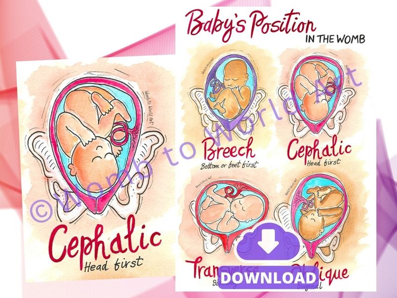 Baby Position Pregnancy A3 Illustrations Teaching Tools