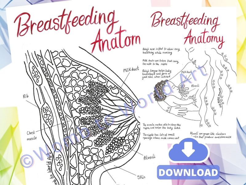 Breastfeeding Anatomy A4 Colouring Pages