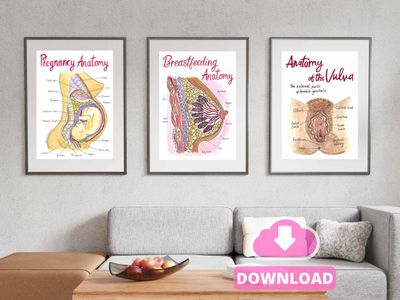 Anatomy Art Bundle A3 PDF