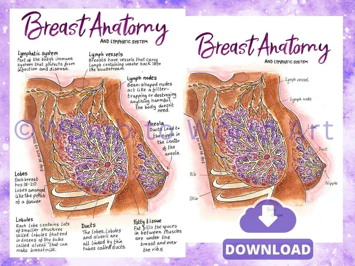 Breast Anatomy Lymphatic A4 Diagrams Teaching Tool