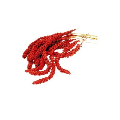 Millet Spray Red 5Kg