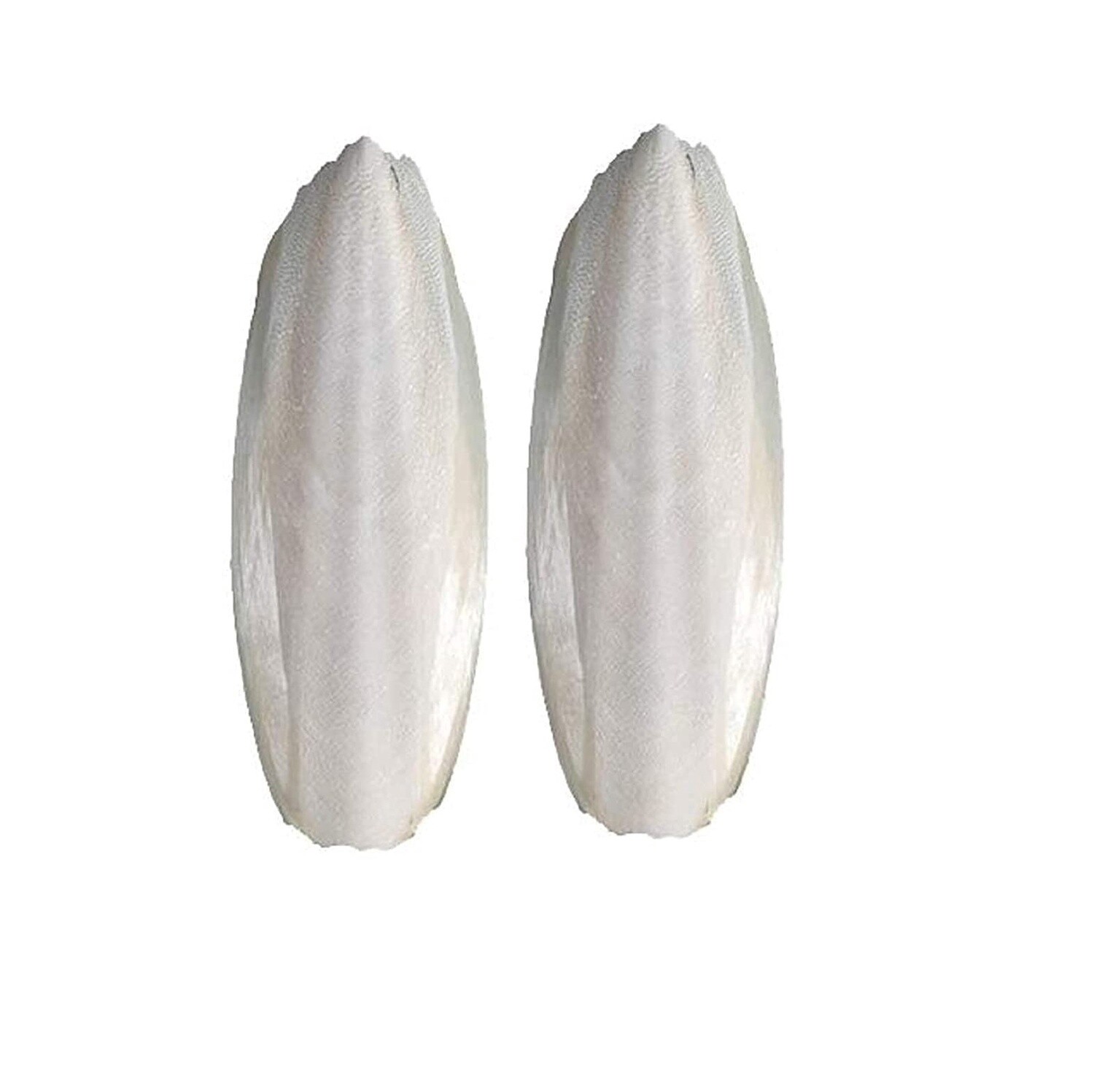 Cuttlefish Packs